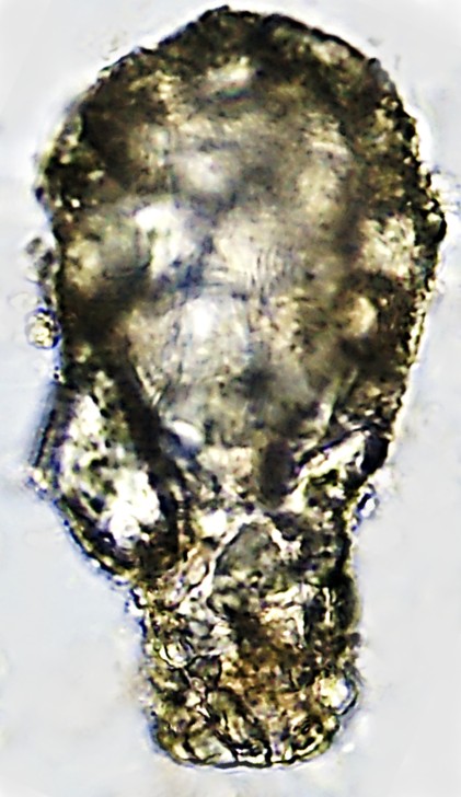 DIF bryophi-B