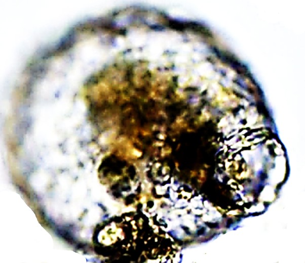 ARGsp3-D