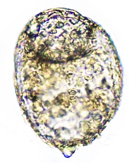 CEN-sp3-A