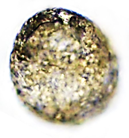 CEN-sp3-C
