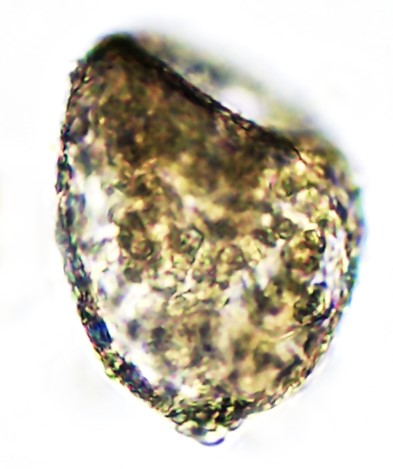 CEN-sp3-D