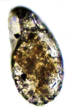 CEN-sp3-D