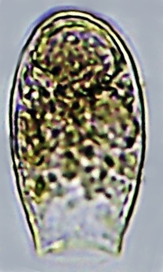 TRCORY sp 1-C