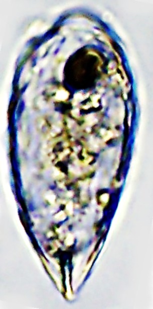 TRCORY sp 1-D