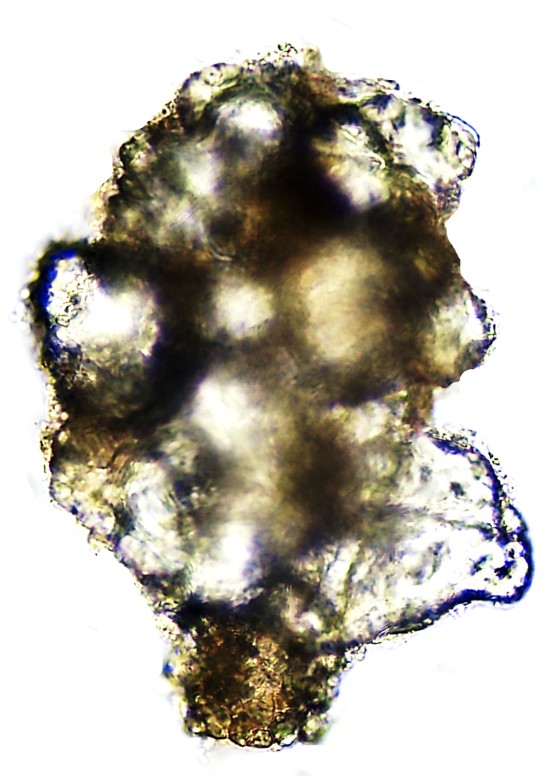 DIFpetr-C
