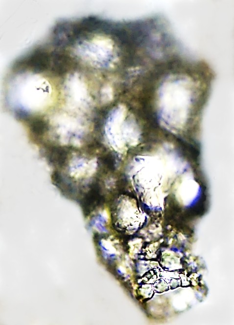 DIFpetr-C2