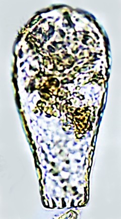 GENOV-sp2-A