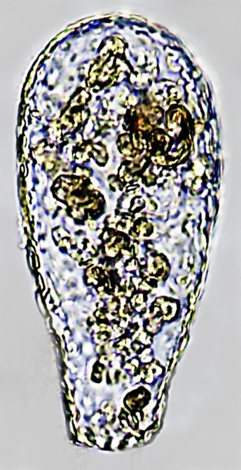 GENOV-sp2-B
