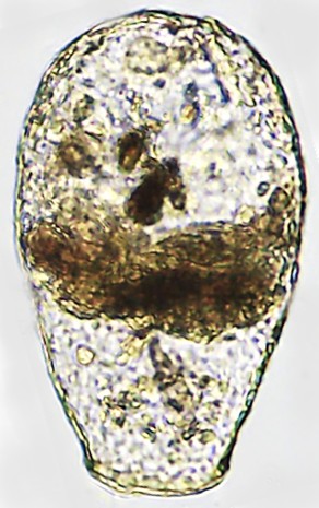 N-sp 6-A