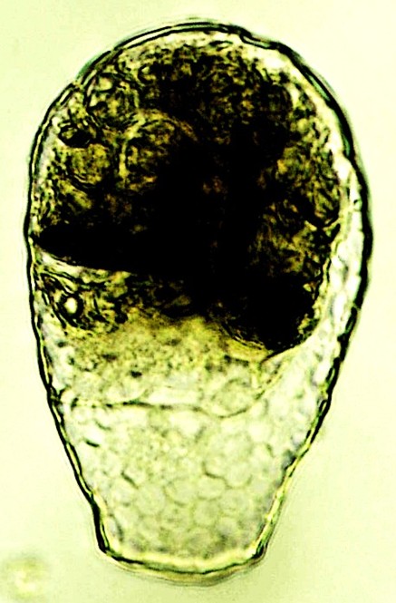 N-sp 6-B