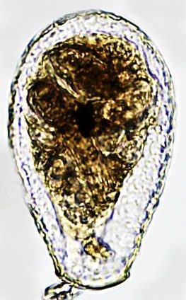 N-sp 6-C