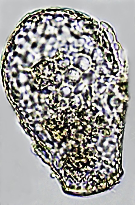 N-sp 6-D