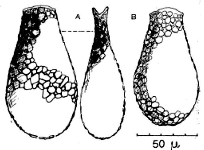 N-sp 6-E