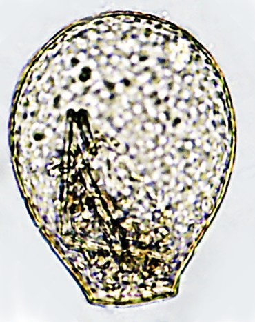 N-tinc-B