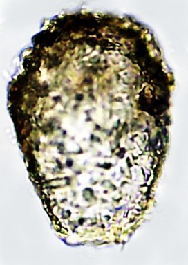 HEL-sp 1-A