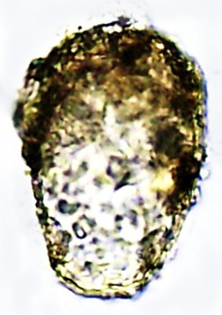 HEL-sp 1-B