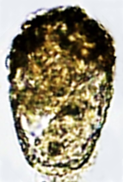 HEL-sp 1-C