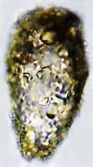 HEL-sp 1-D