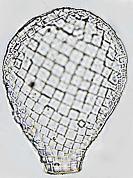MRA sp 1-B