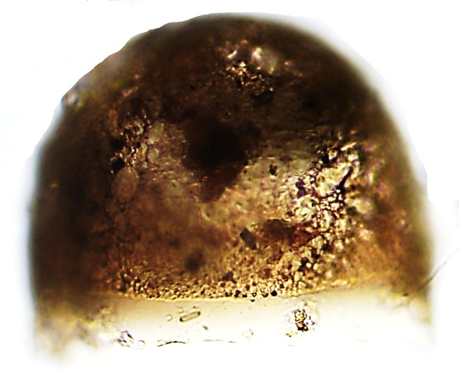 PYX-sp4-A