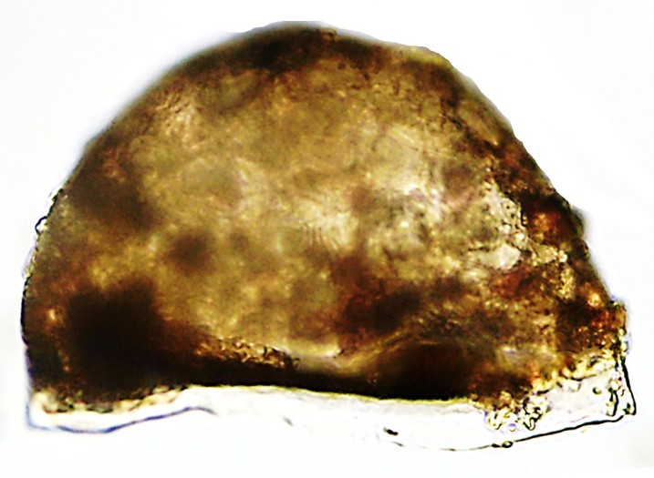 PYX-sp4-B