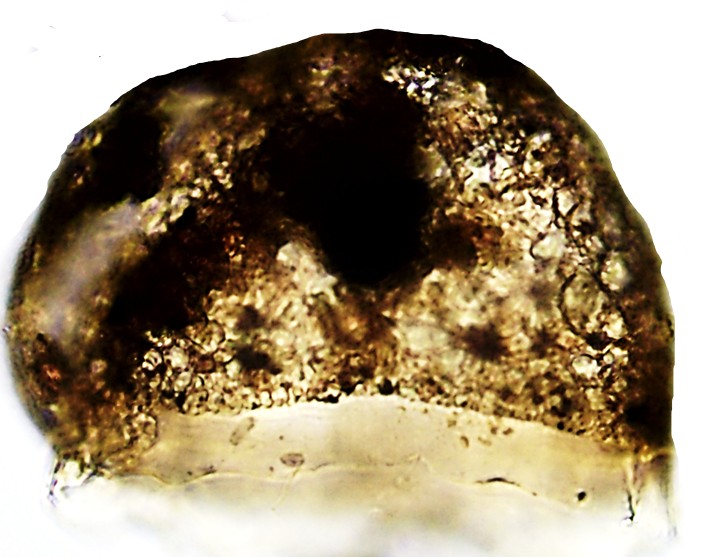 PYX-sp4-C
