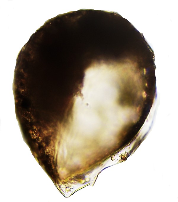 PYX-sp4-D