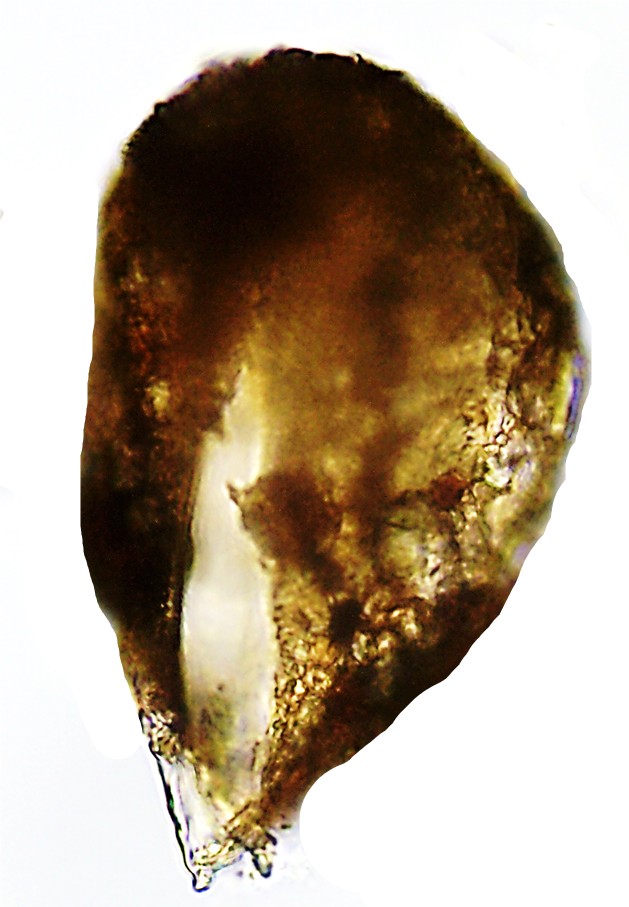 PYX-sp4-E