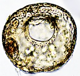 CEN-sp19-A