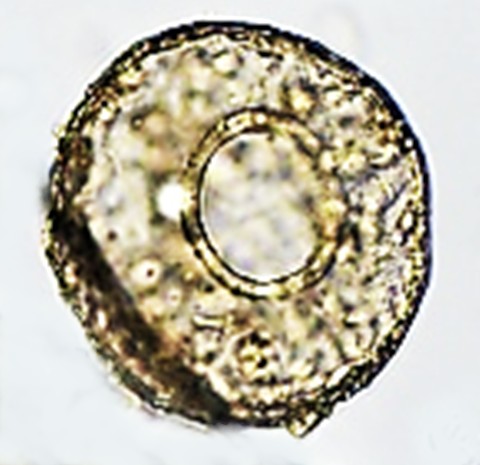 CEN-sp19-B