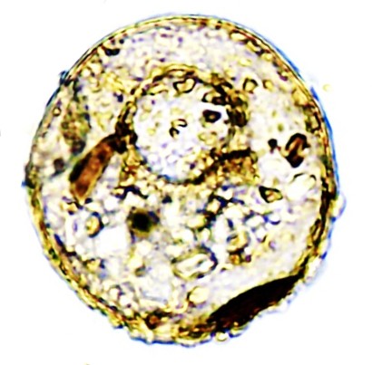 CEN-sp19-C