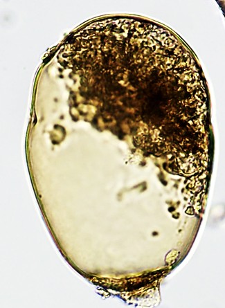 HYAL-subfl-A