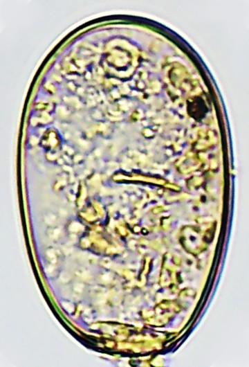 HYAL-subfl-B