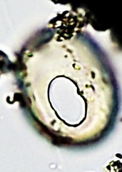 HYAL-subfl-E